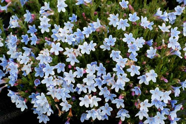Lithodora Crystal Blue, Gromwell 'Crystal Blue', Purple Gromwell 'Crystal Blue', Evergreen Shrubs, Blue Flowers